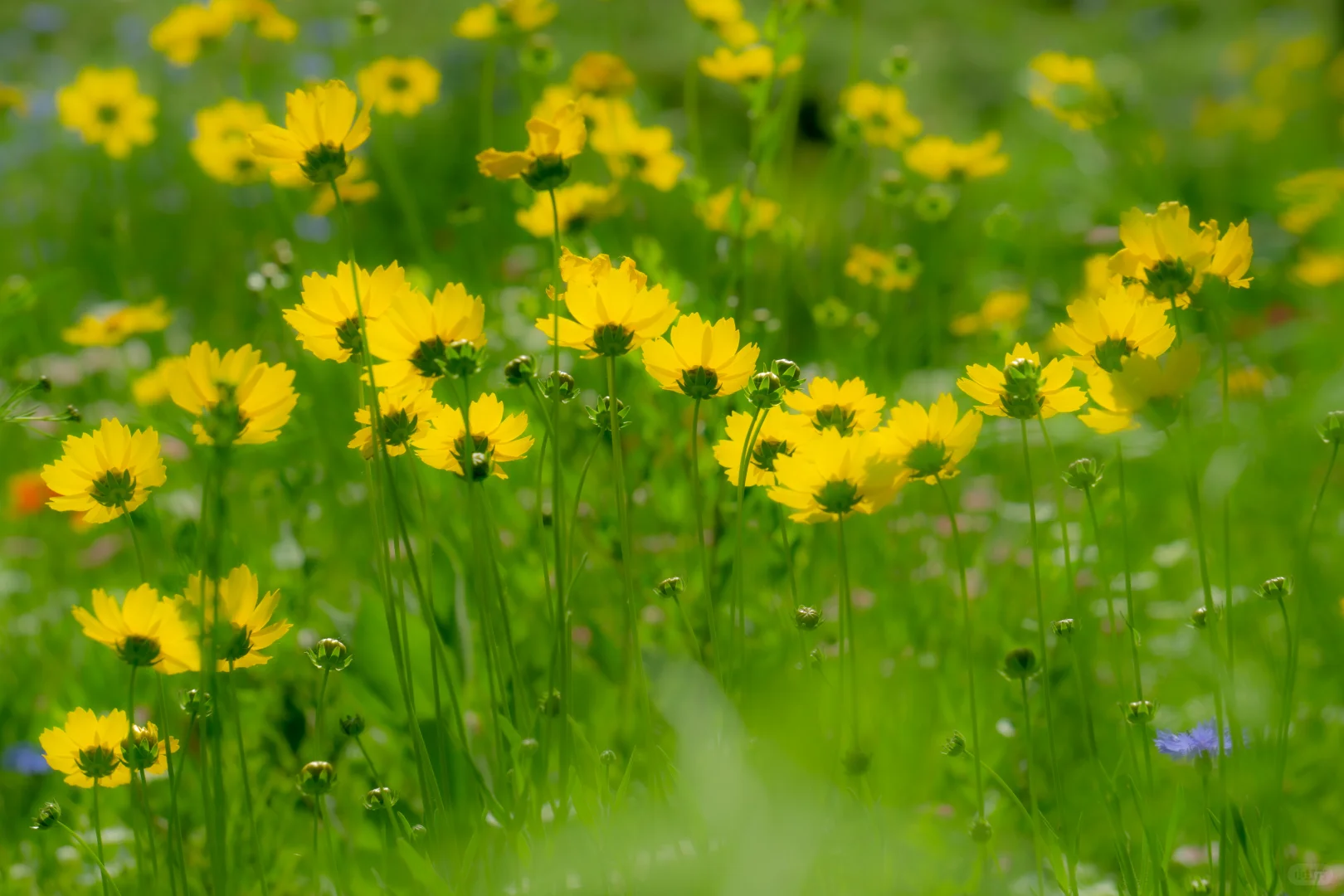 自己拍的 免版权开放使用 有需要自取