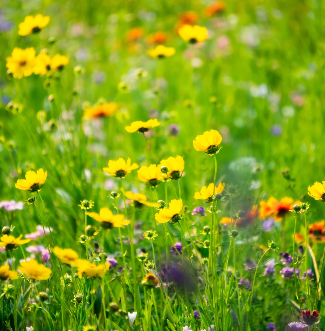 自己拍的 免版权开放使用 有需要自取