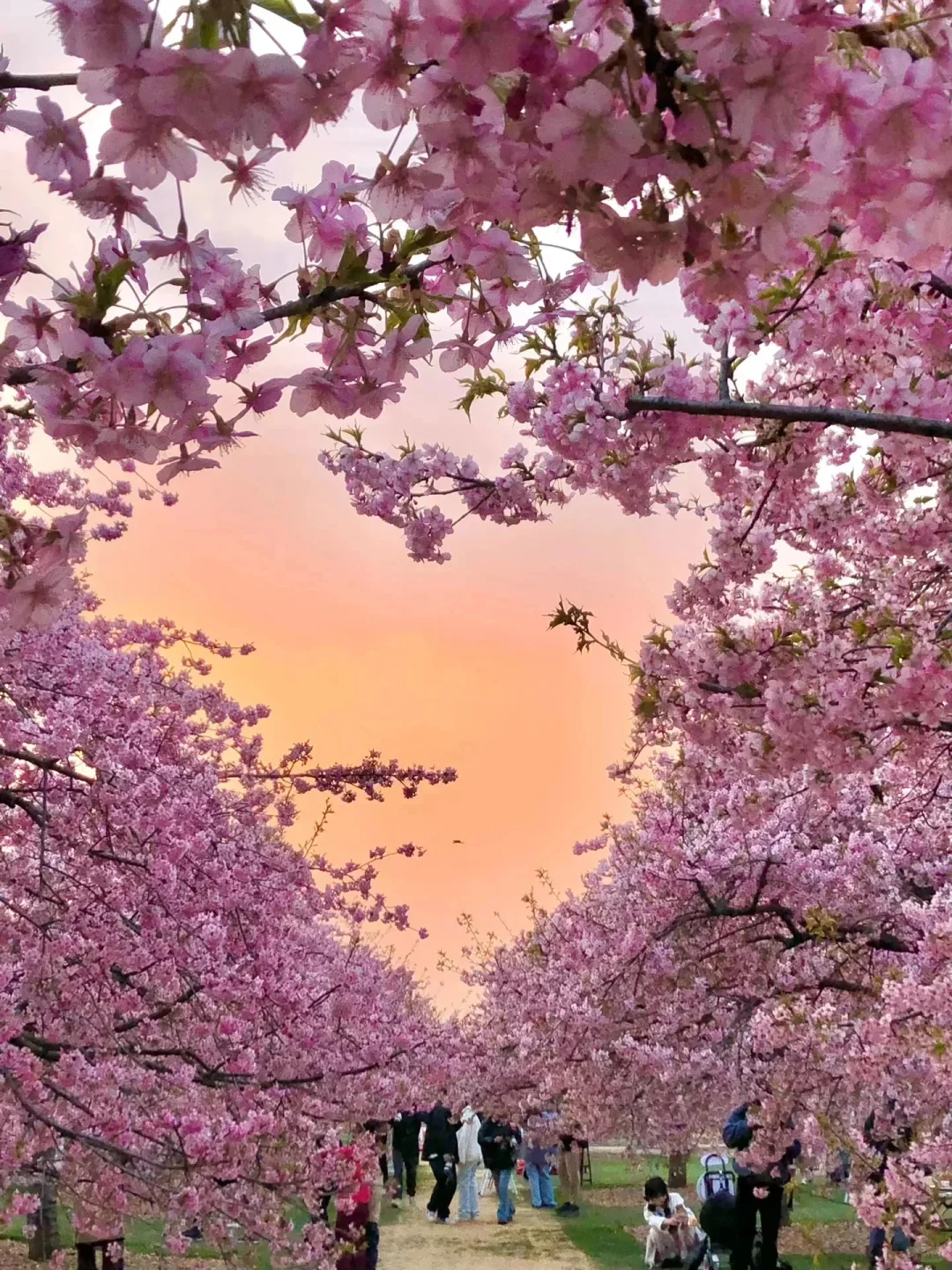 13张爆款Live图 ｜ 高清未使用