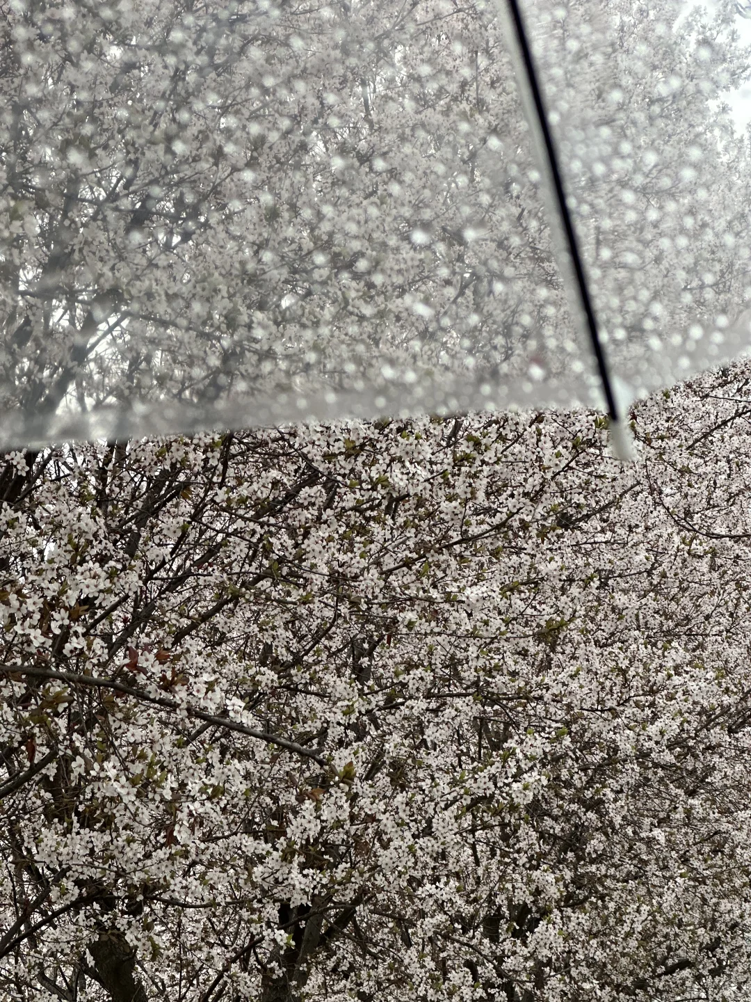 18张高清原声live实况素材 喜欢可拿