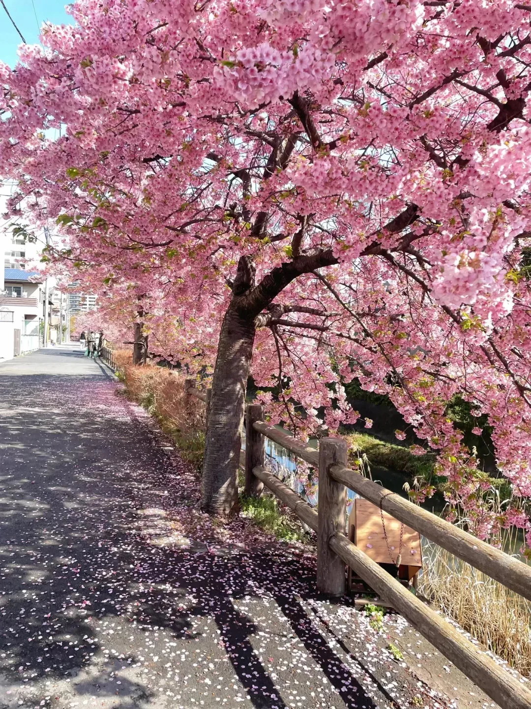 13张爆款Live图 ｜ 高清未使用