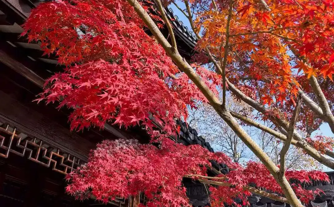 软件安装奇遇：一场步步为营的“折扣”游戏