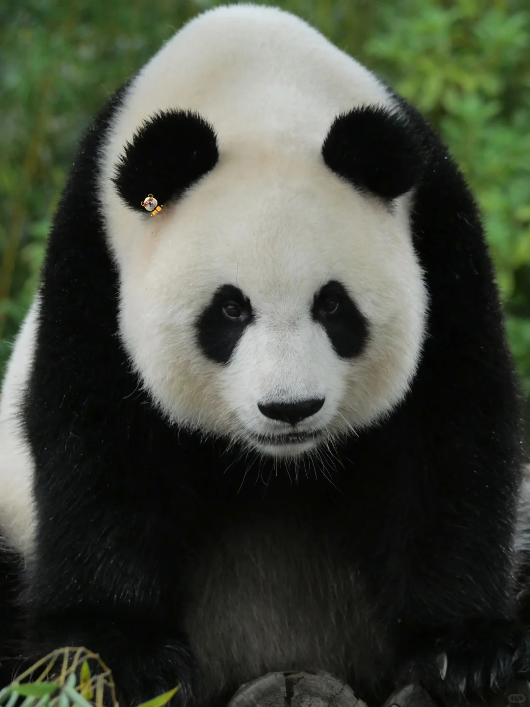 美脸ber多多益善😻🙀😼