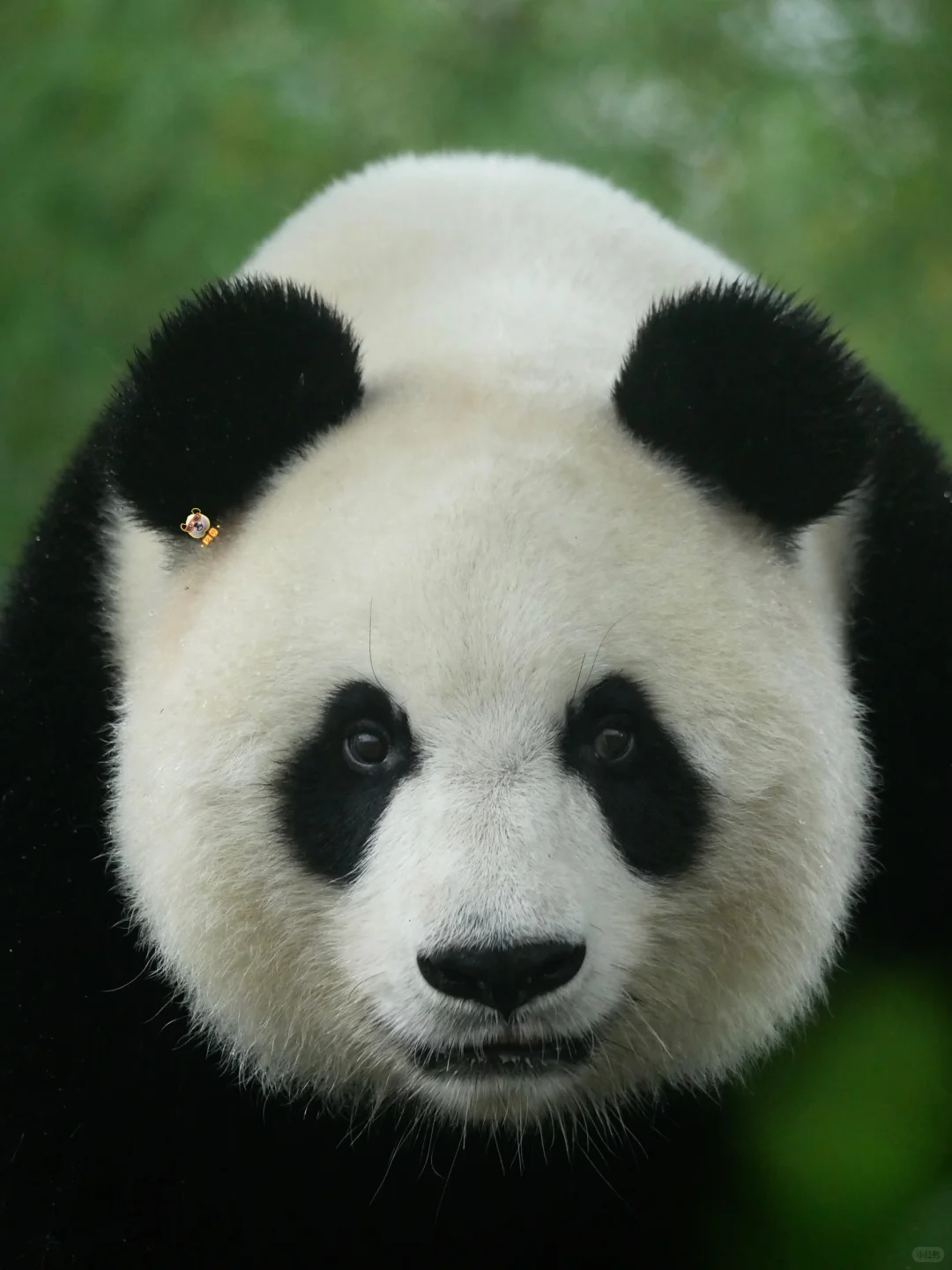 美脸ber多多益善😻🙀😼