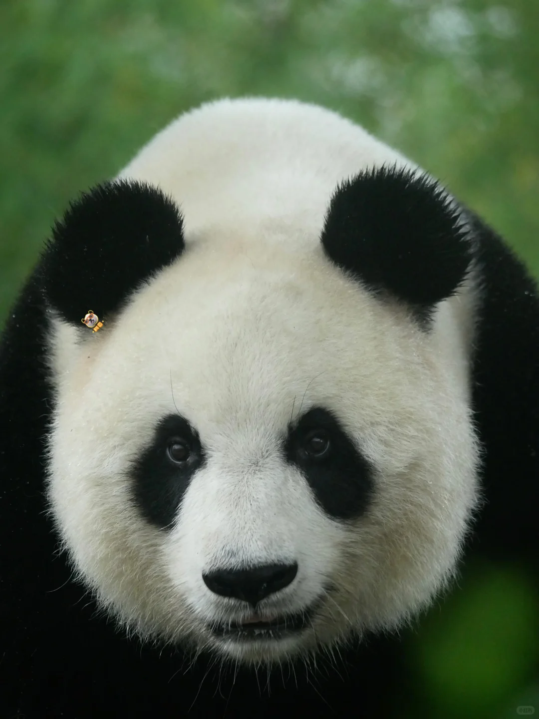 美脸ber多多益善😻🙀😼