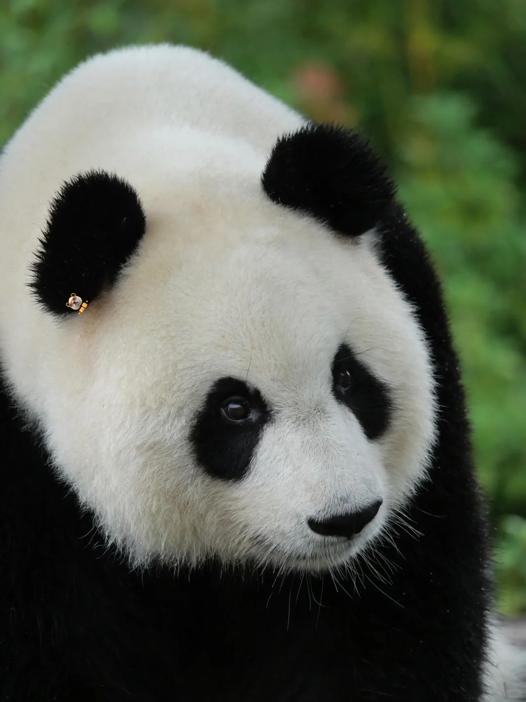 美脸ber多多益善😻🙀😼