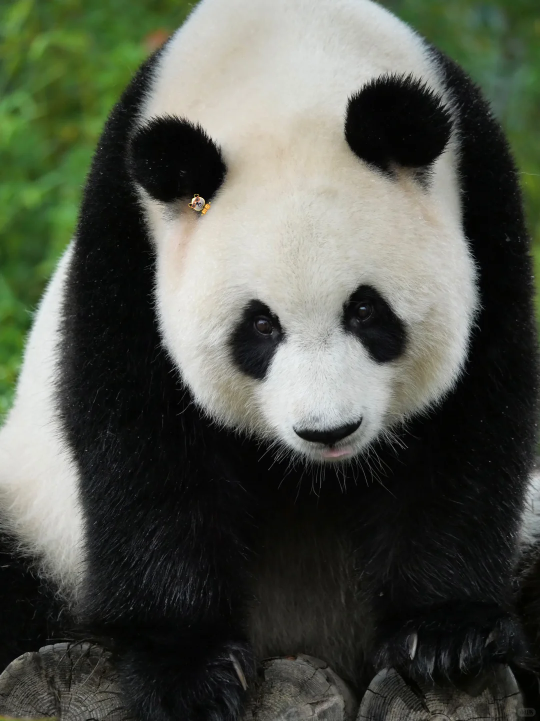 美脸ber多多益善😻🙀😼