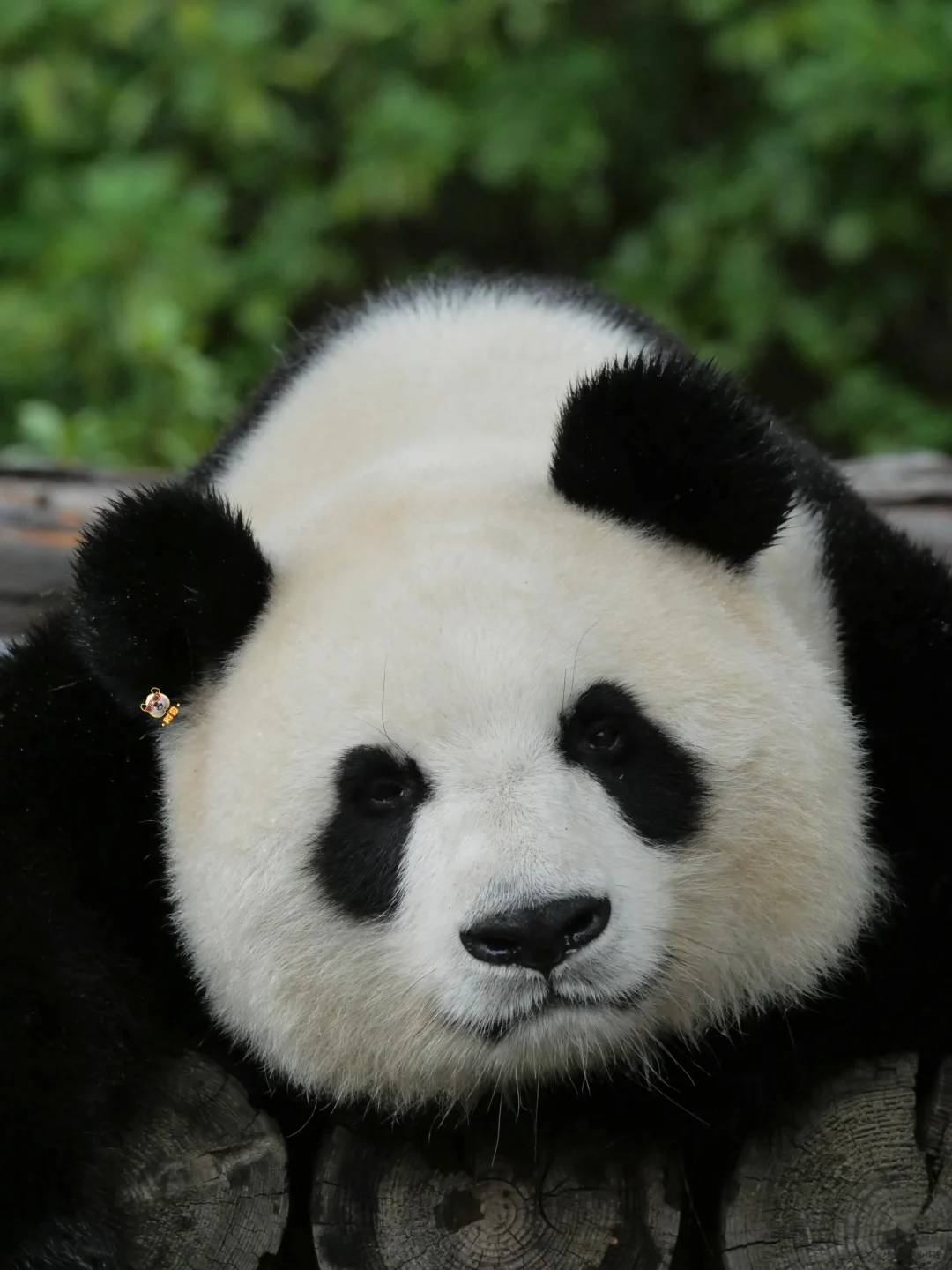 美脸ber多多益善😻🙀😼