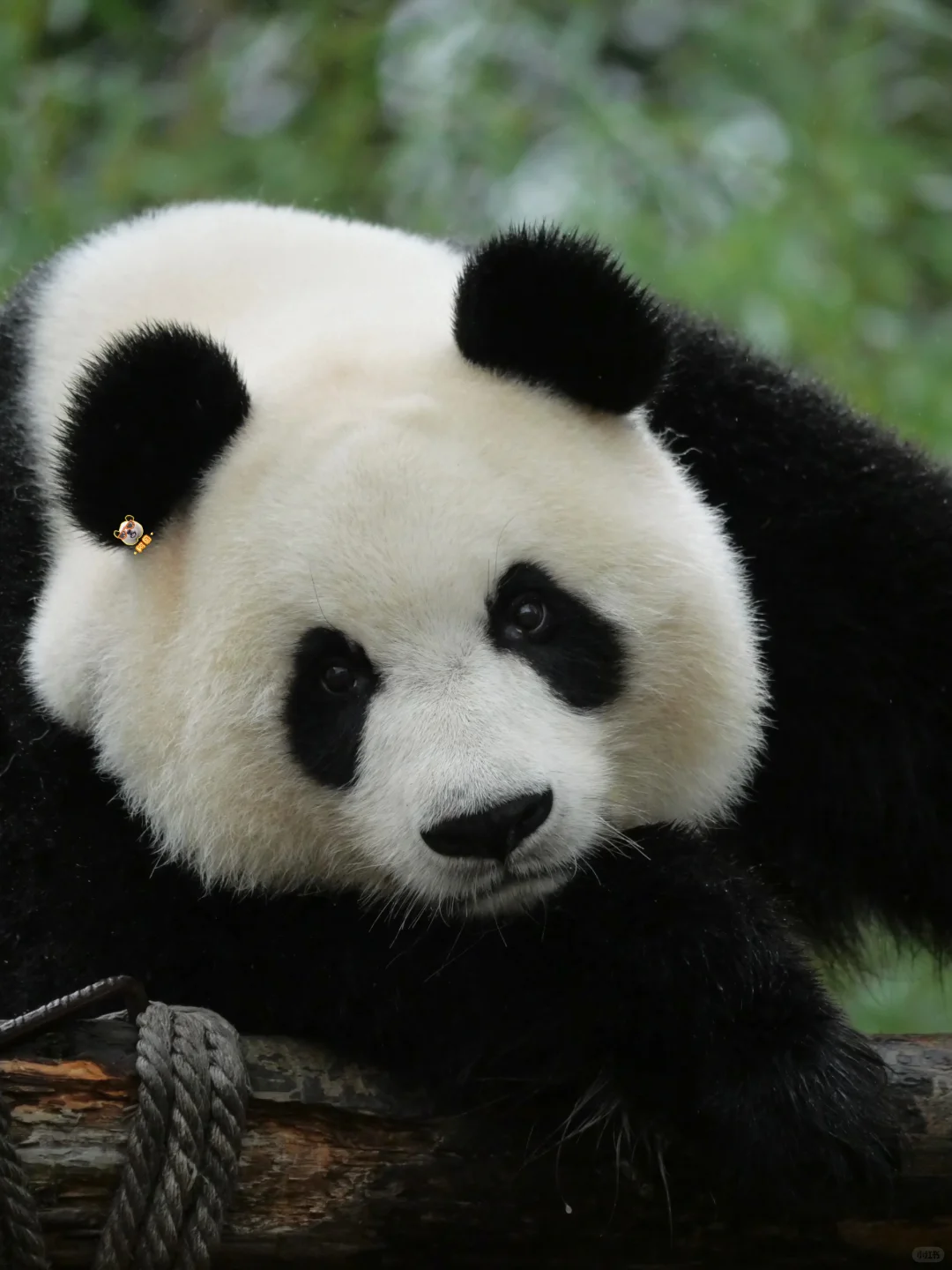 美脸ber多多益善😻🙀😼