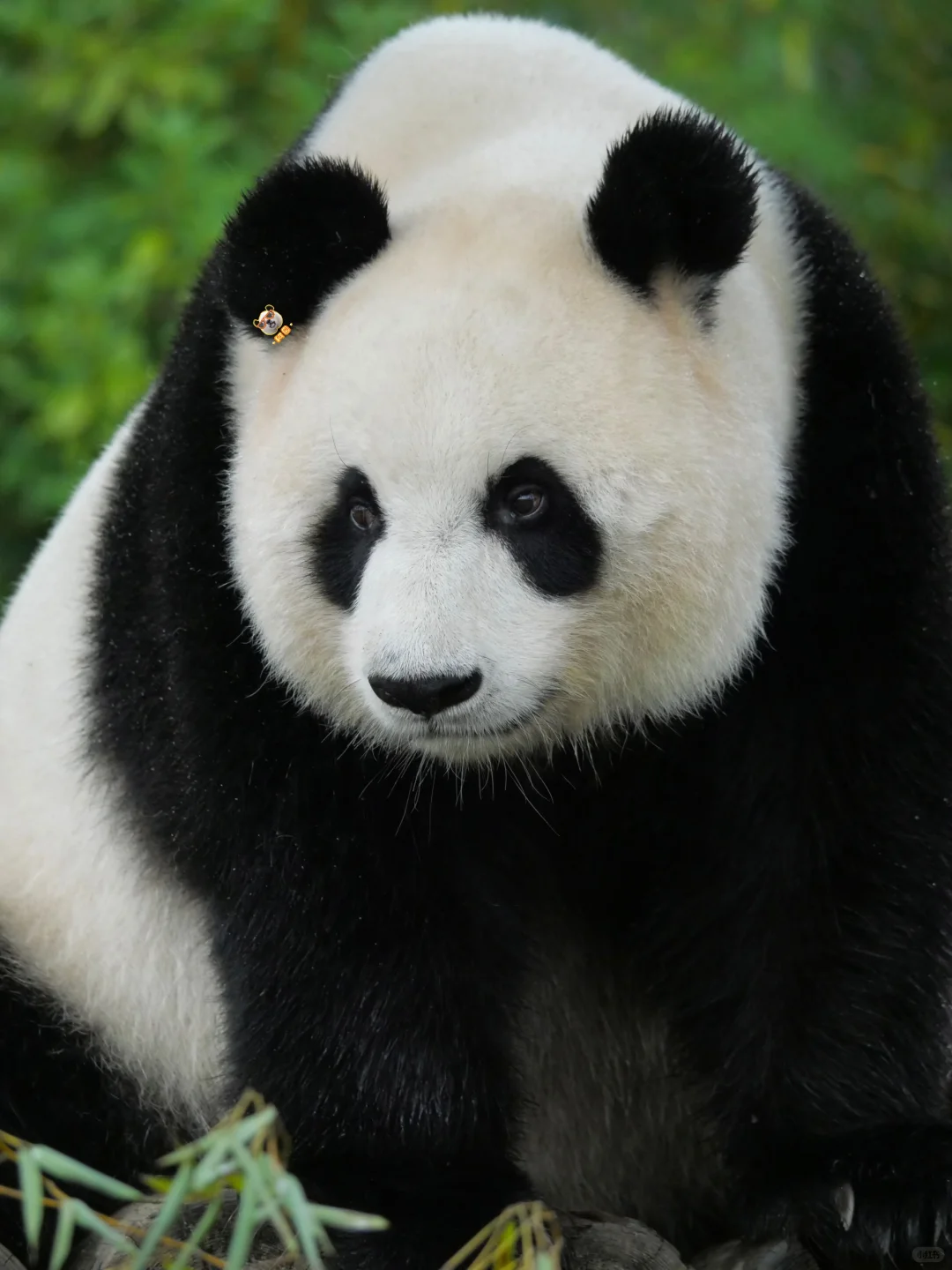 美脸ber多多益善😻🙀😼