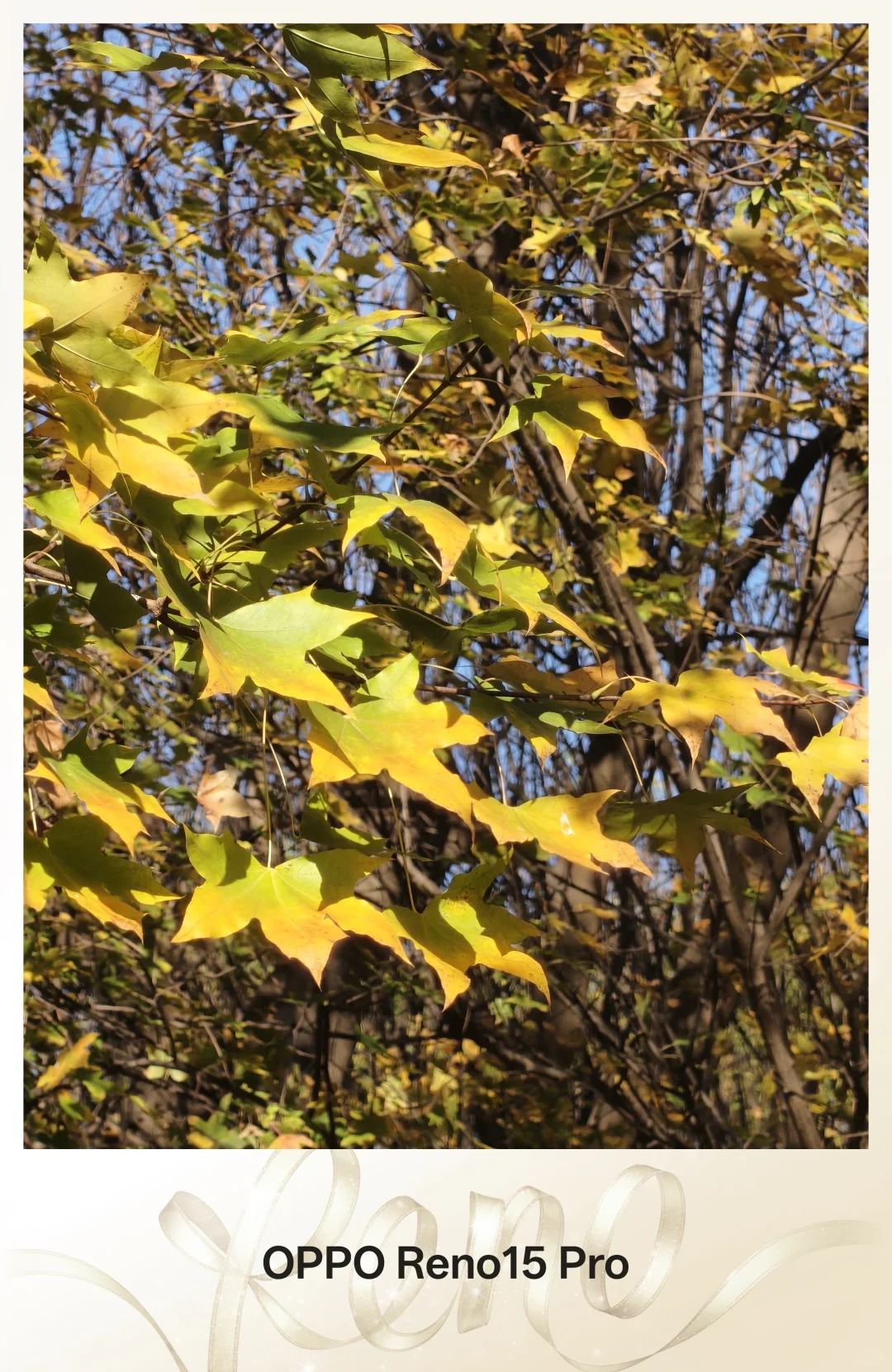 掌间的芭蕾风范，被OPPO Reno15系列完美拿捏