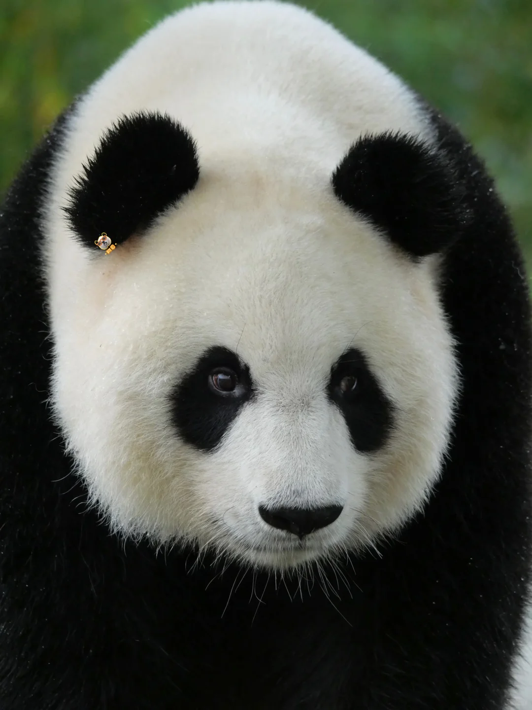 美脸ber多多益善😻🙀😼