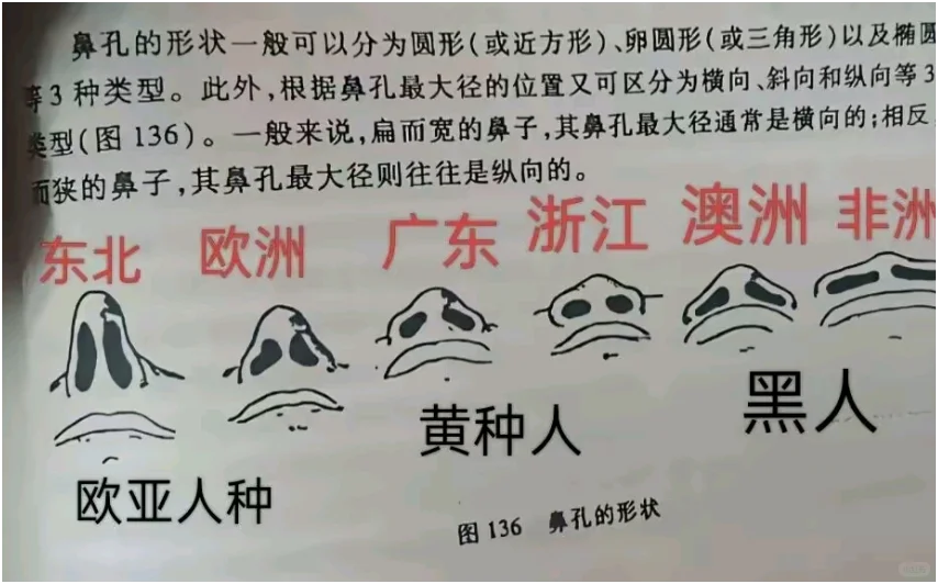 不同地域的鼻梁差距