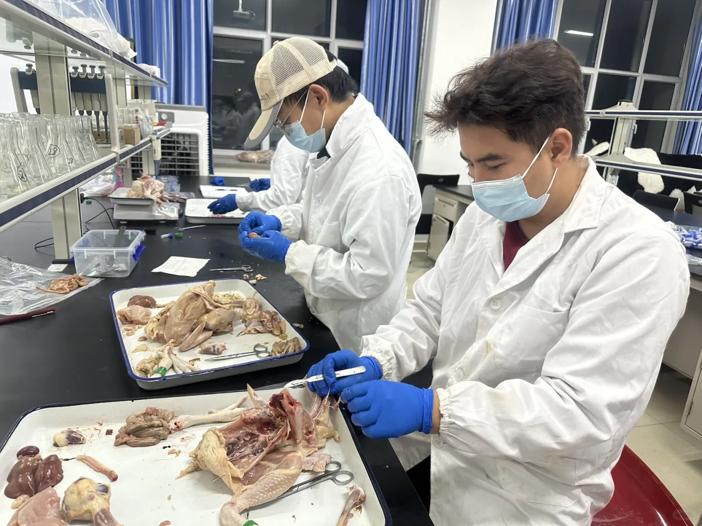 有想考兽医资格证的吗