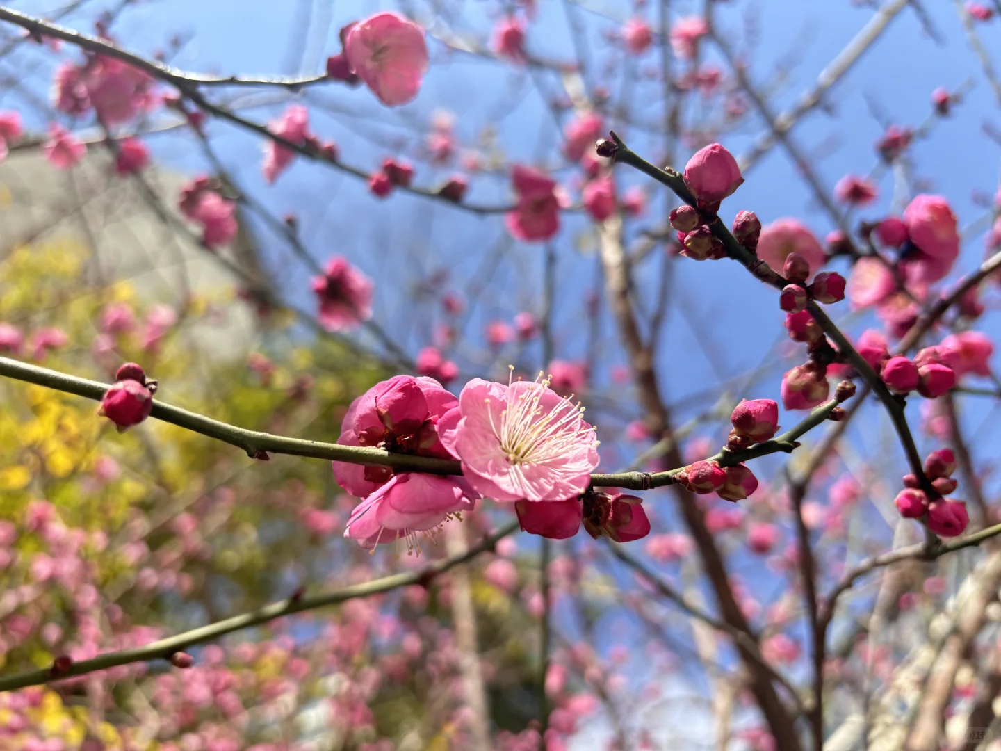 执业药师电子证书可以下载啦