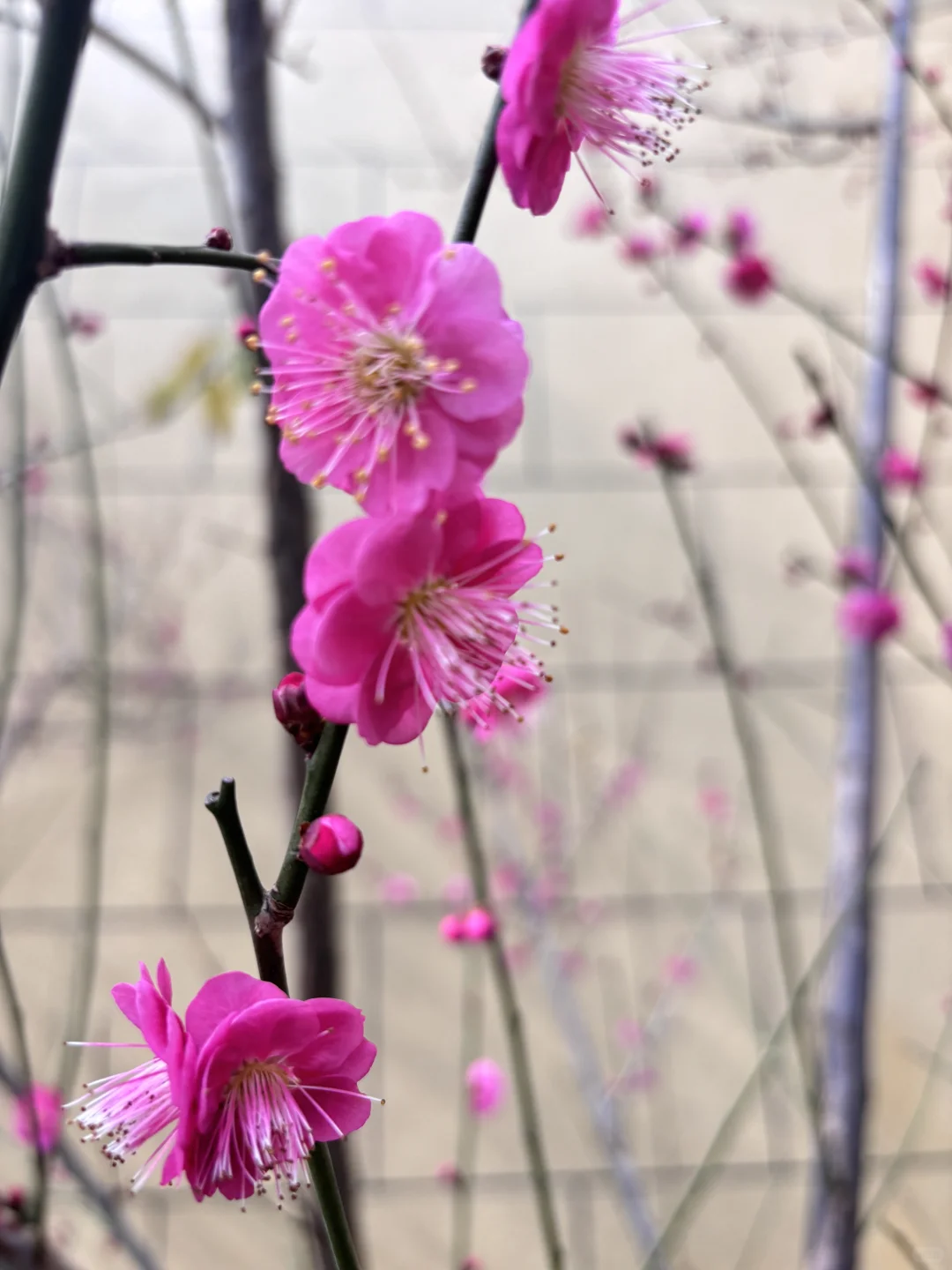 执业药师电子证书可以下载啦