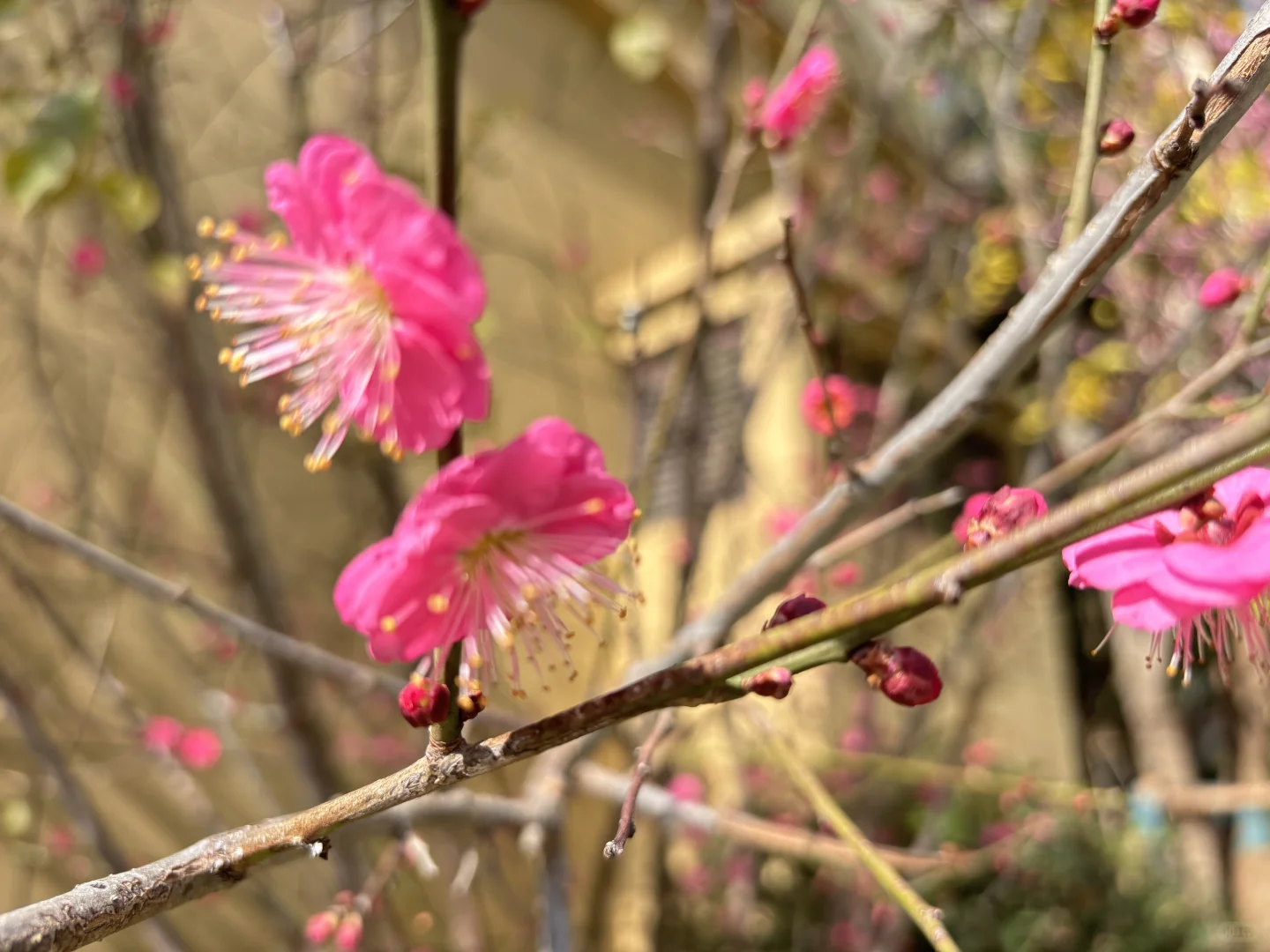 执业药师电子证书可以下载啦