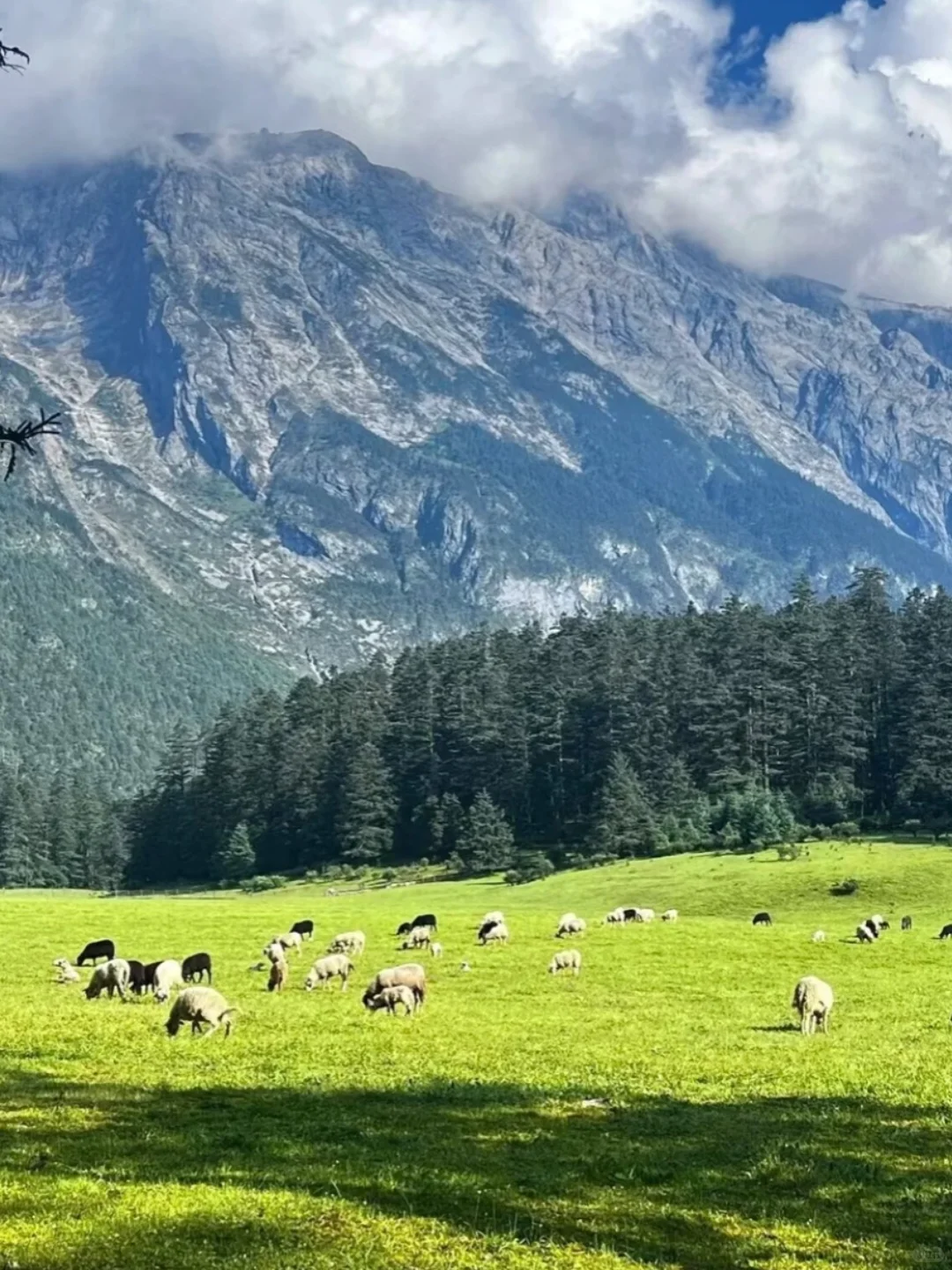 牦牛坪云杉坪蓝月谷才是玉龙雪山隐藏天花板