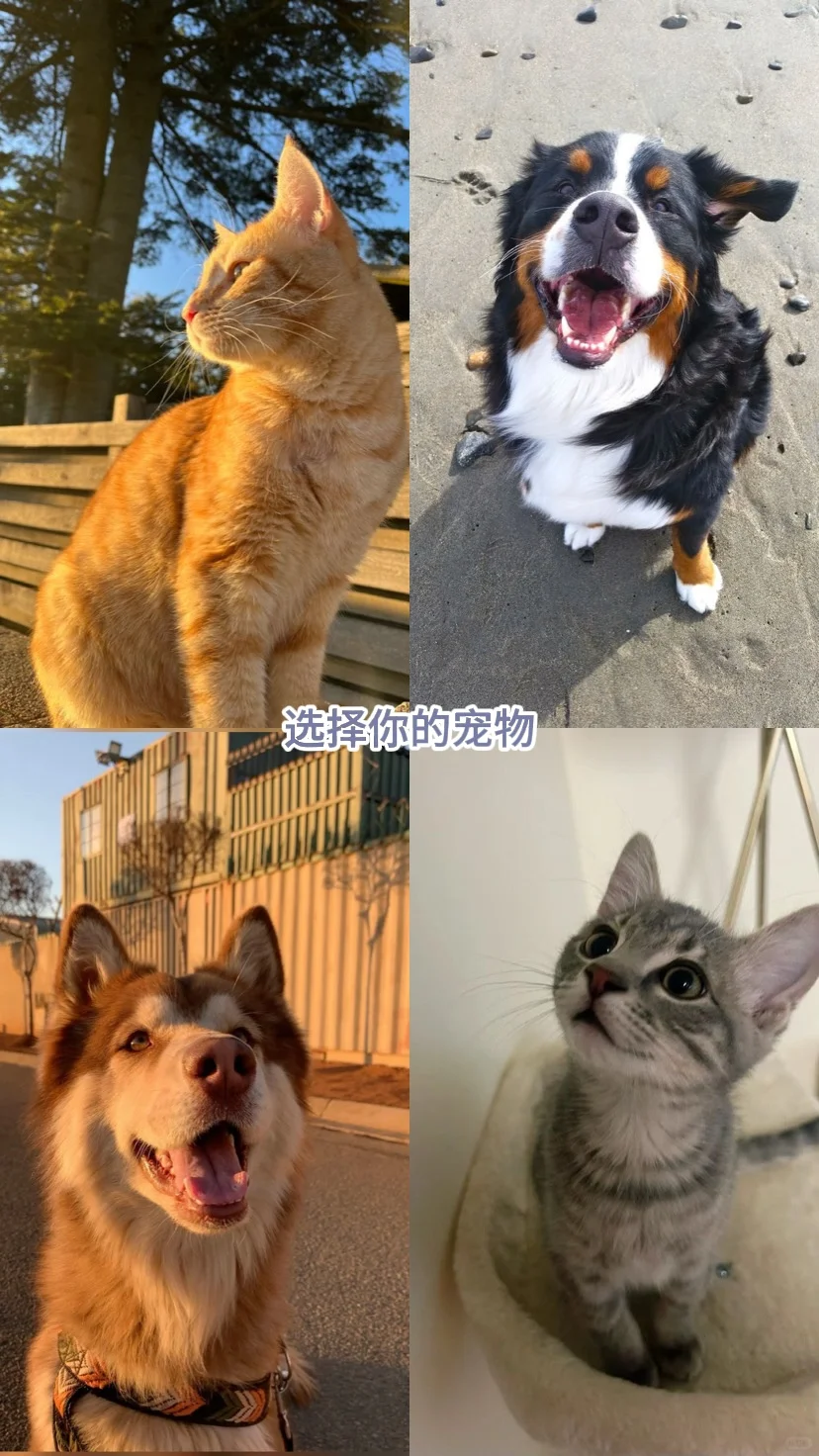 选择游戏｜假如你重新投胎…