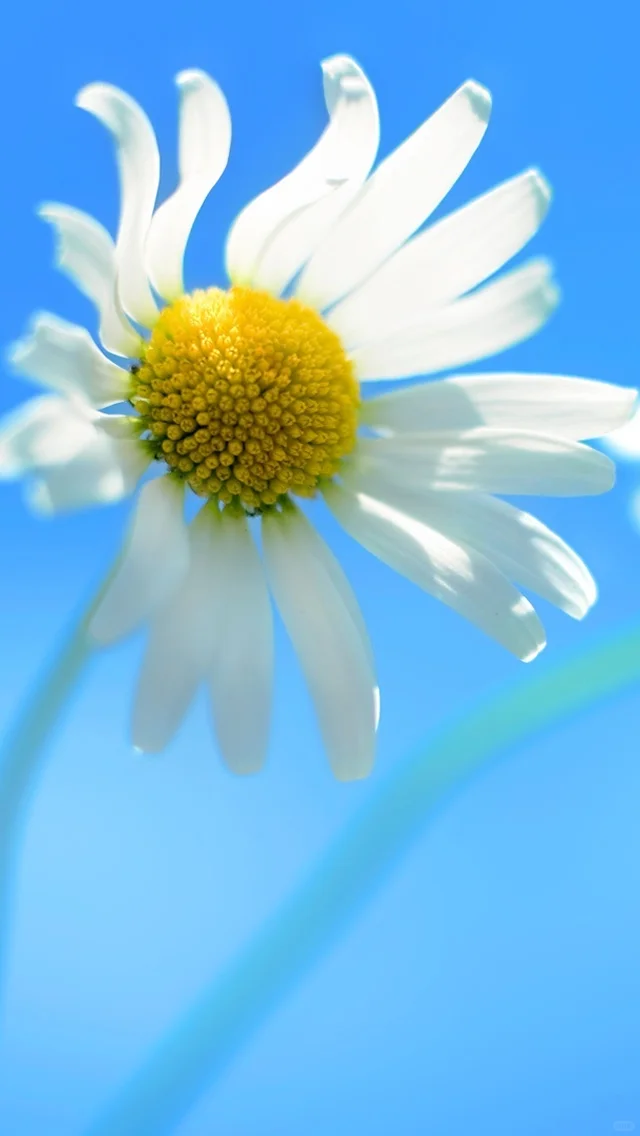 071-Windows系统-怀旧经典壁纸