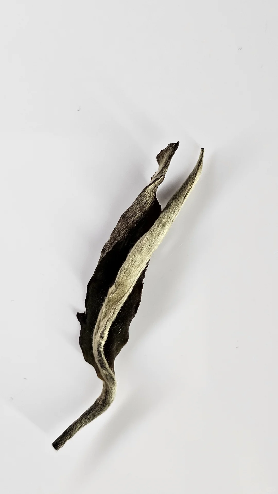 招聘直播带货主播✨✨✨