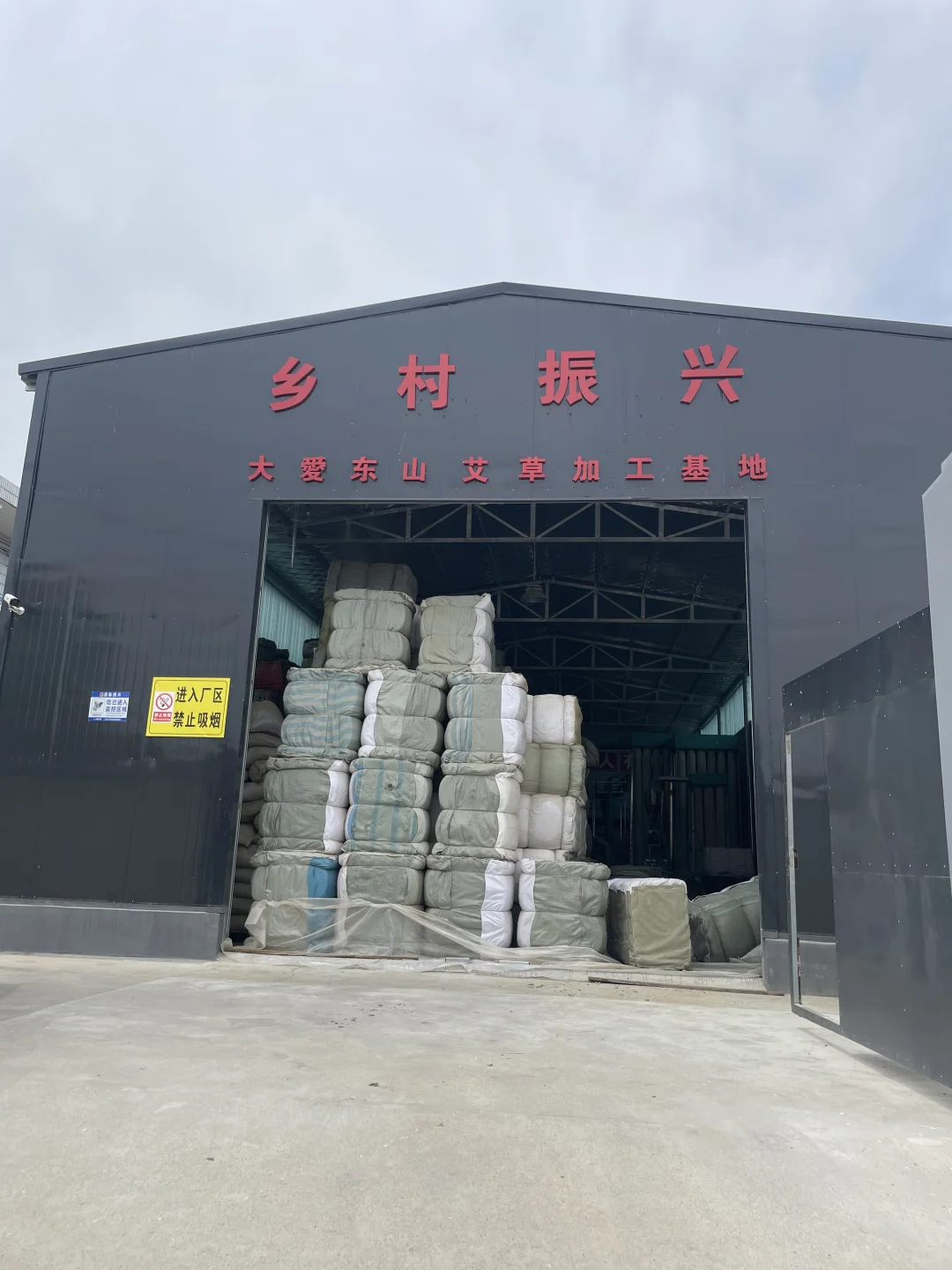 招聘养生主播了 钟南山野生艾草源头工厂