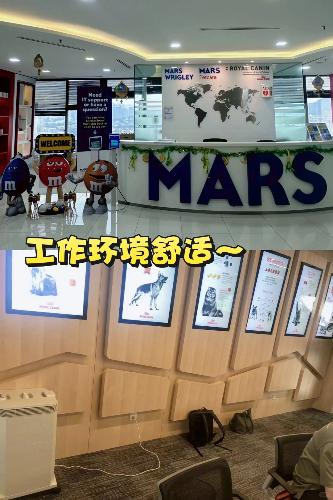 大学生可以大胆冲的宠物外企