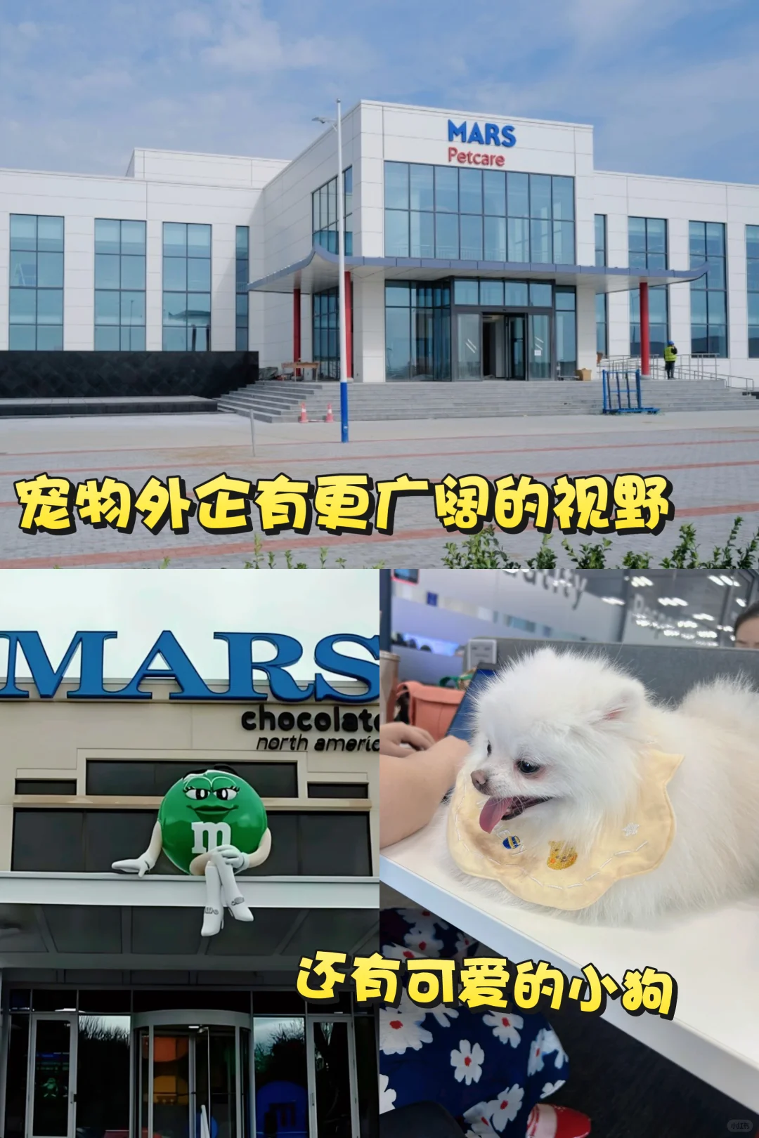 大学生可以大胆冲的宠物外企