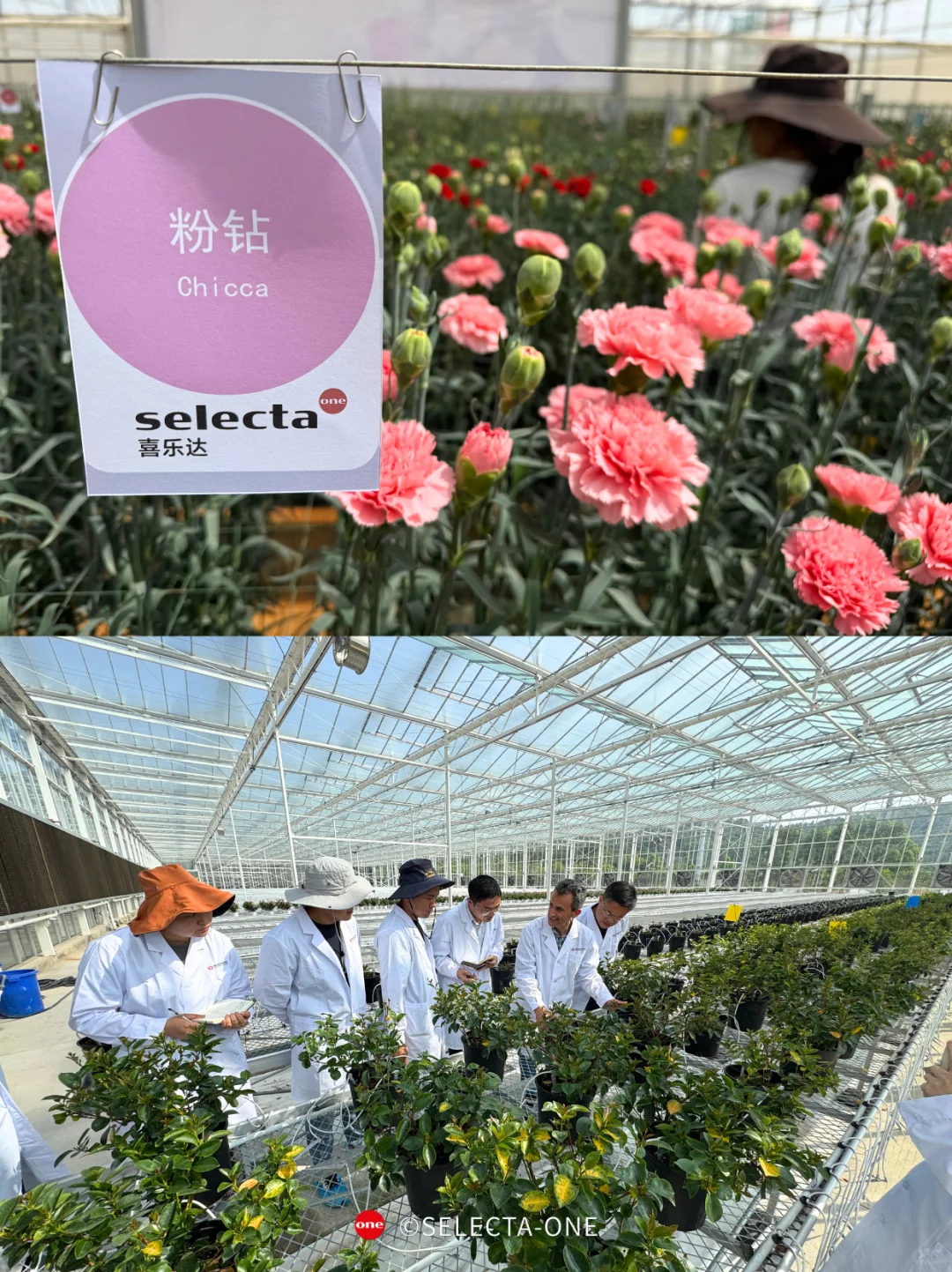 招聘丨花卉育种公司-试种与技术支持岗