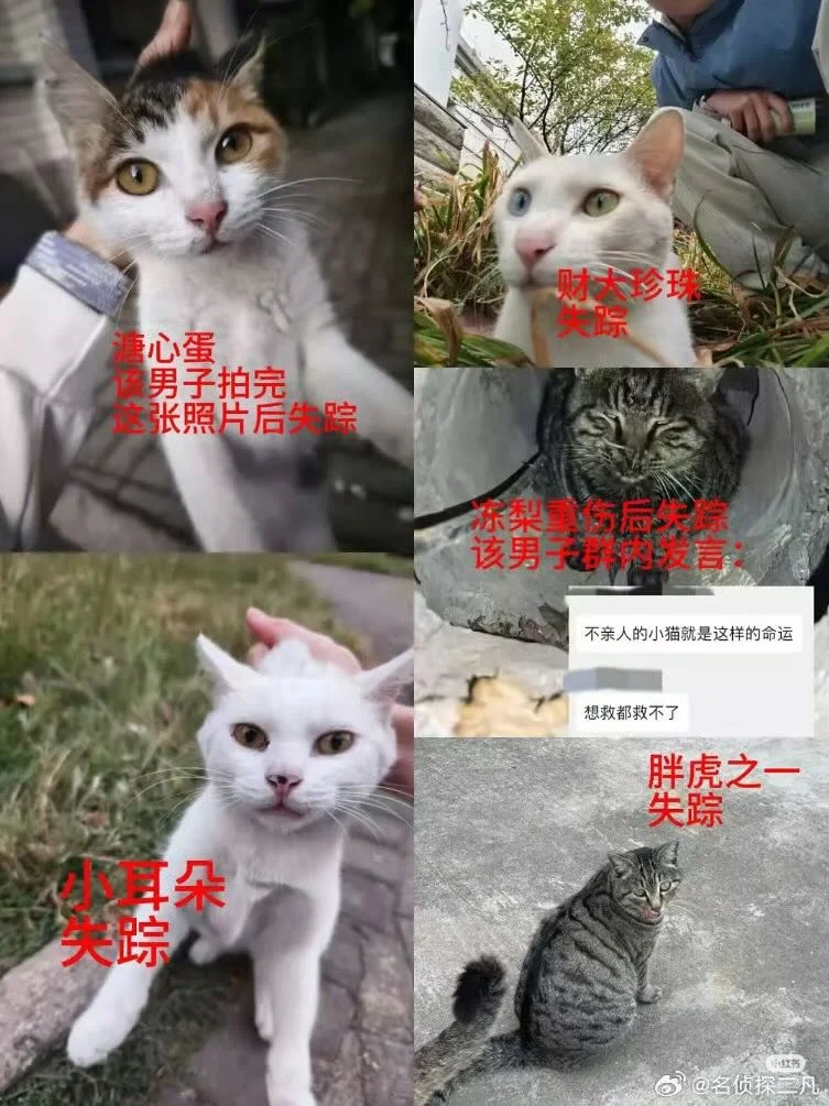 虐猫男考上事业编?官方回应:处于政审阶段