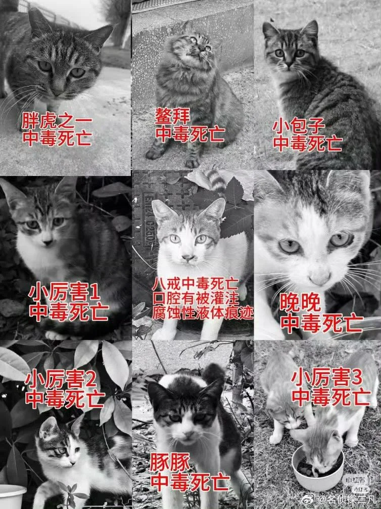 虐猫男考上事业编?官方回应:处于政审阶段
