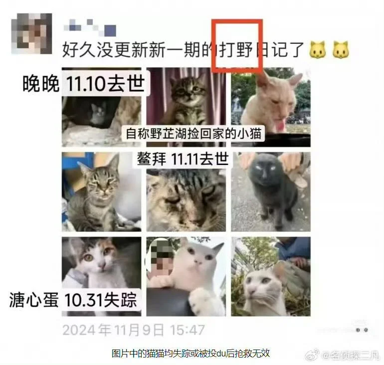 虐猫男考上事业编?官方回应:处于政审阶段