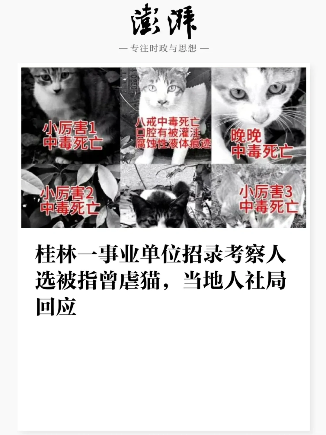 事业单位招录考察人选被指曾虐猫,当地回应→