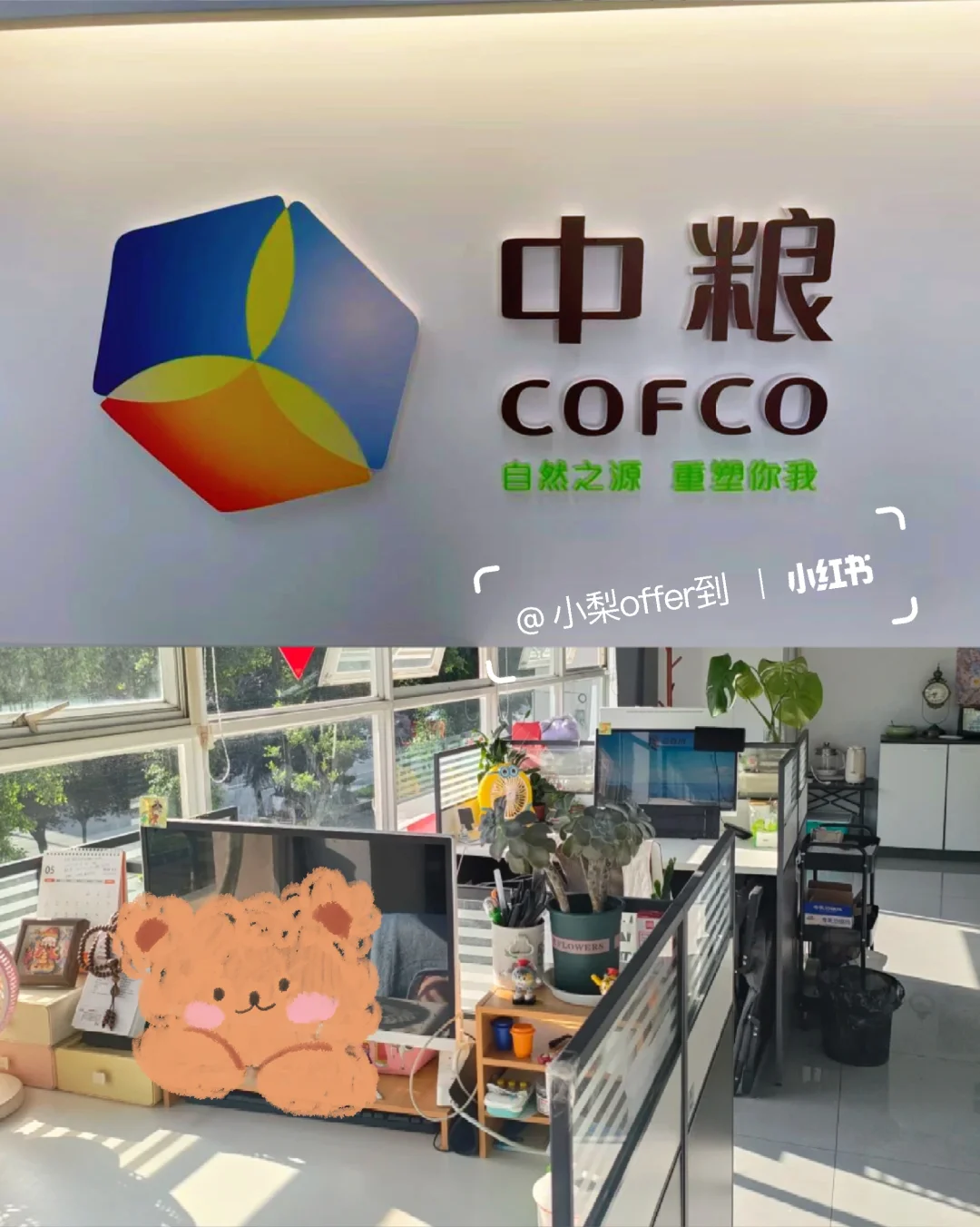 中粮行招聘政岗,大专冲呀!双休7k+
