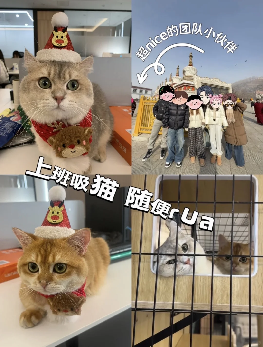 真的某某直聘真的太坑了！！！