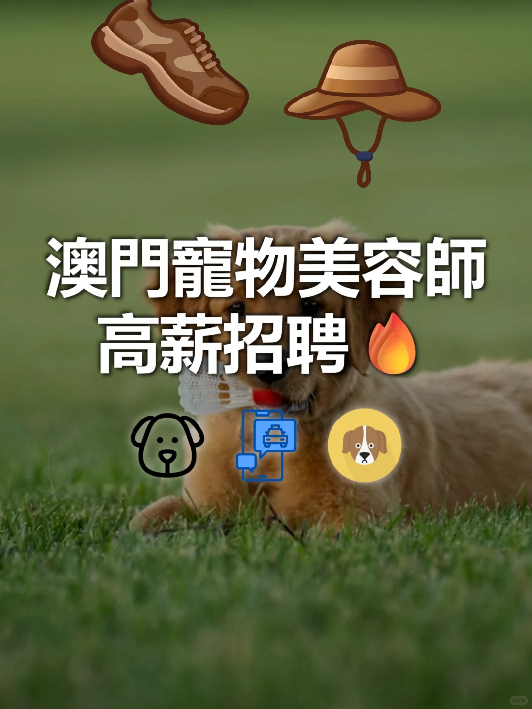 澳门宠物美容师高薪招聘！