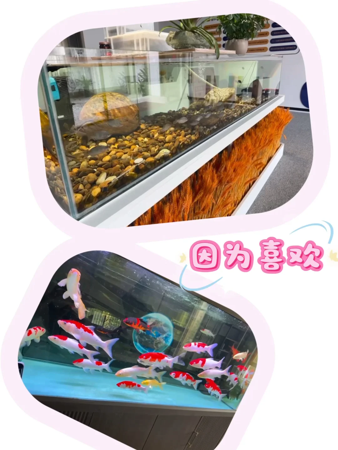 神仙工作~我愿干到退休!