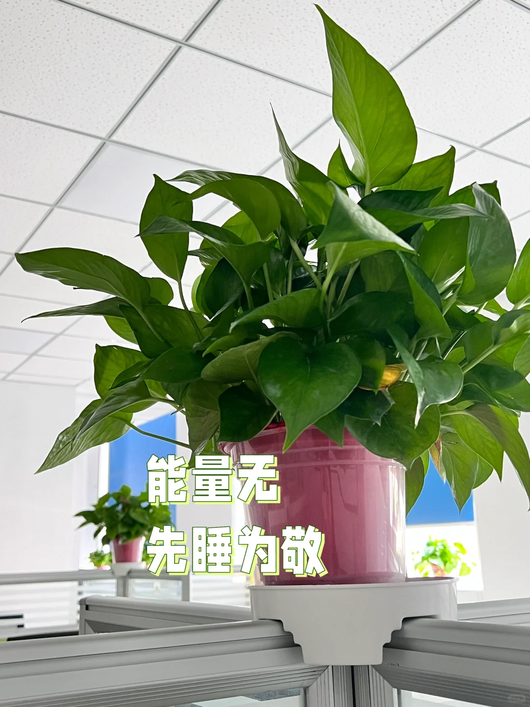 00后勇闯招聘圈|重生之我在石家庄当hr