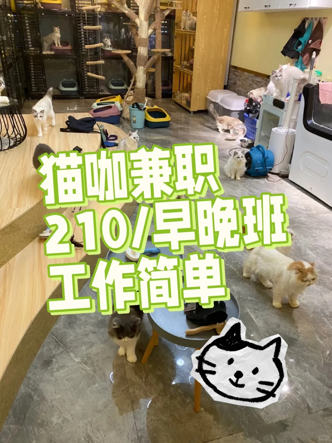 猫咖兼职小伙伴招募！