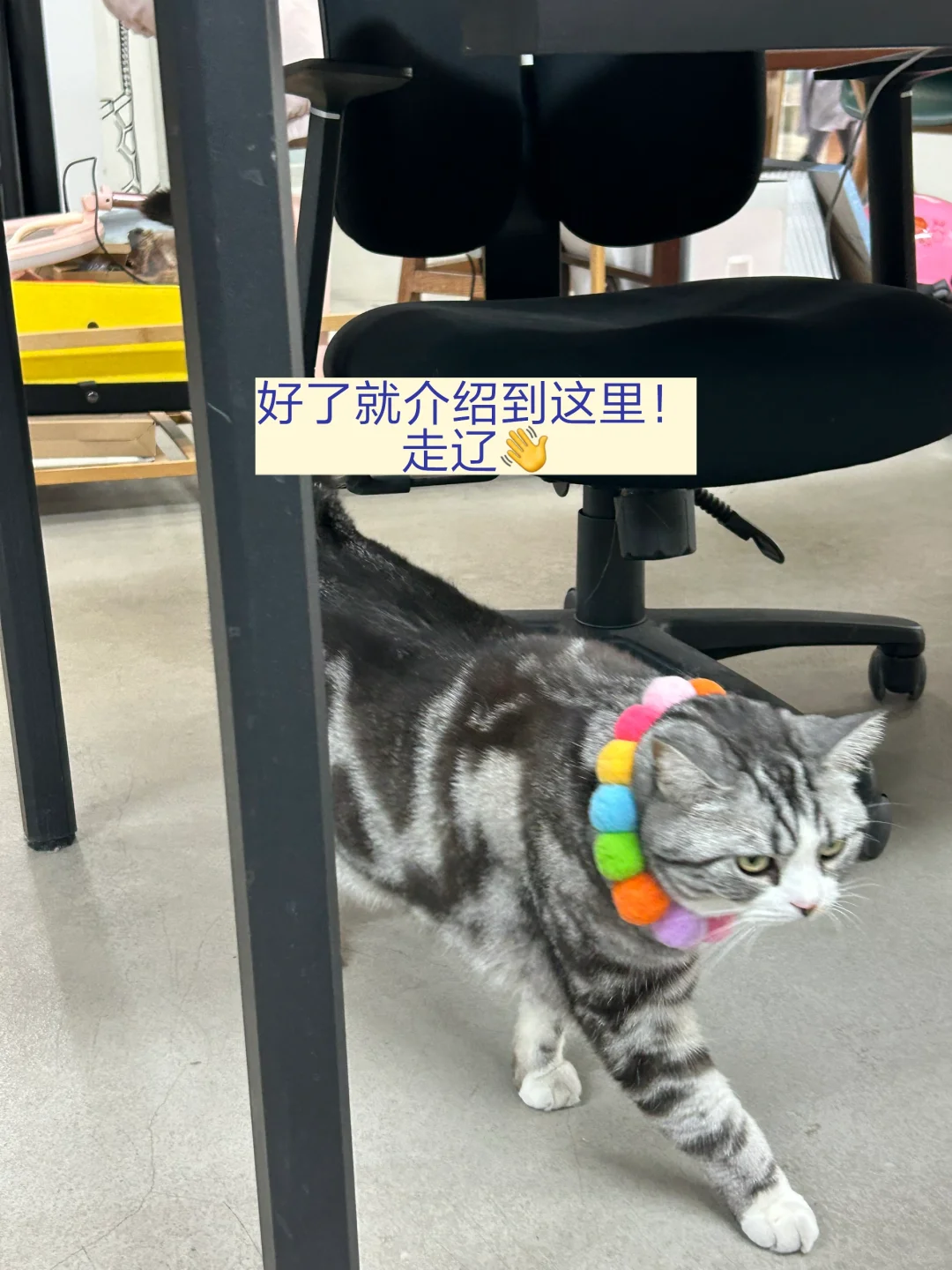 做自己相信且喜欢的事|果麦招人!速来!