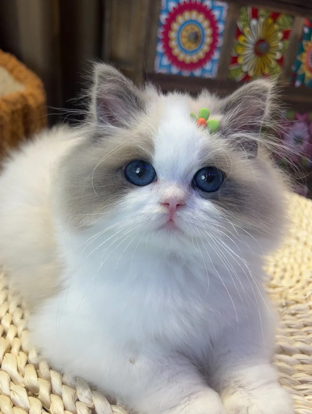 大连招聘猫咪助播