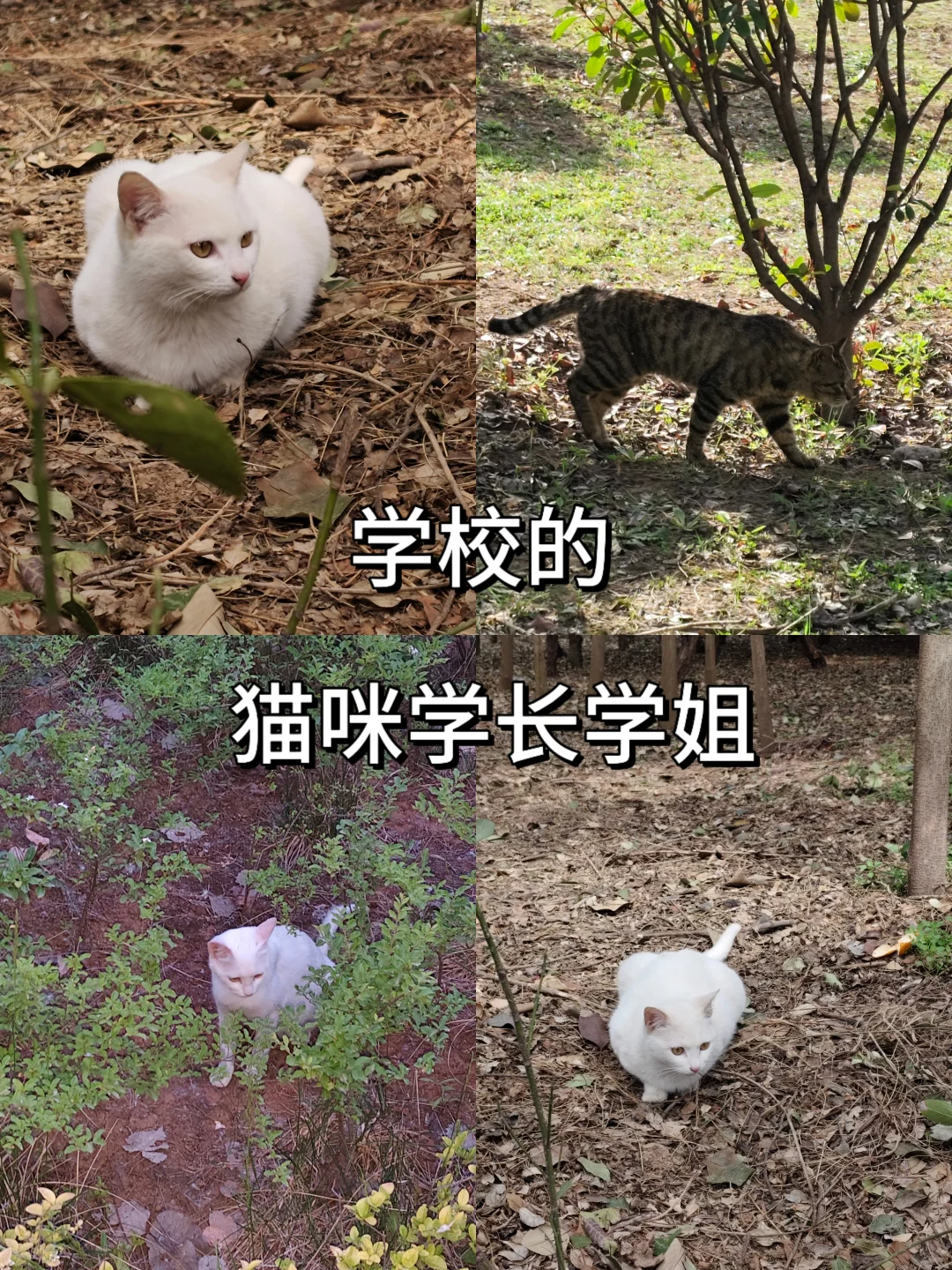 欢迎西安财经大学新同学！