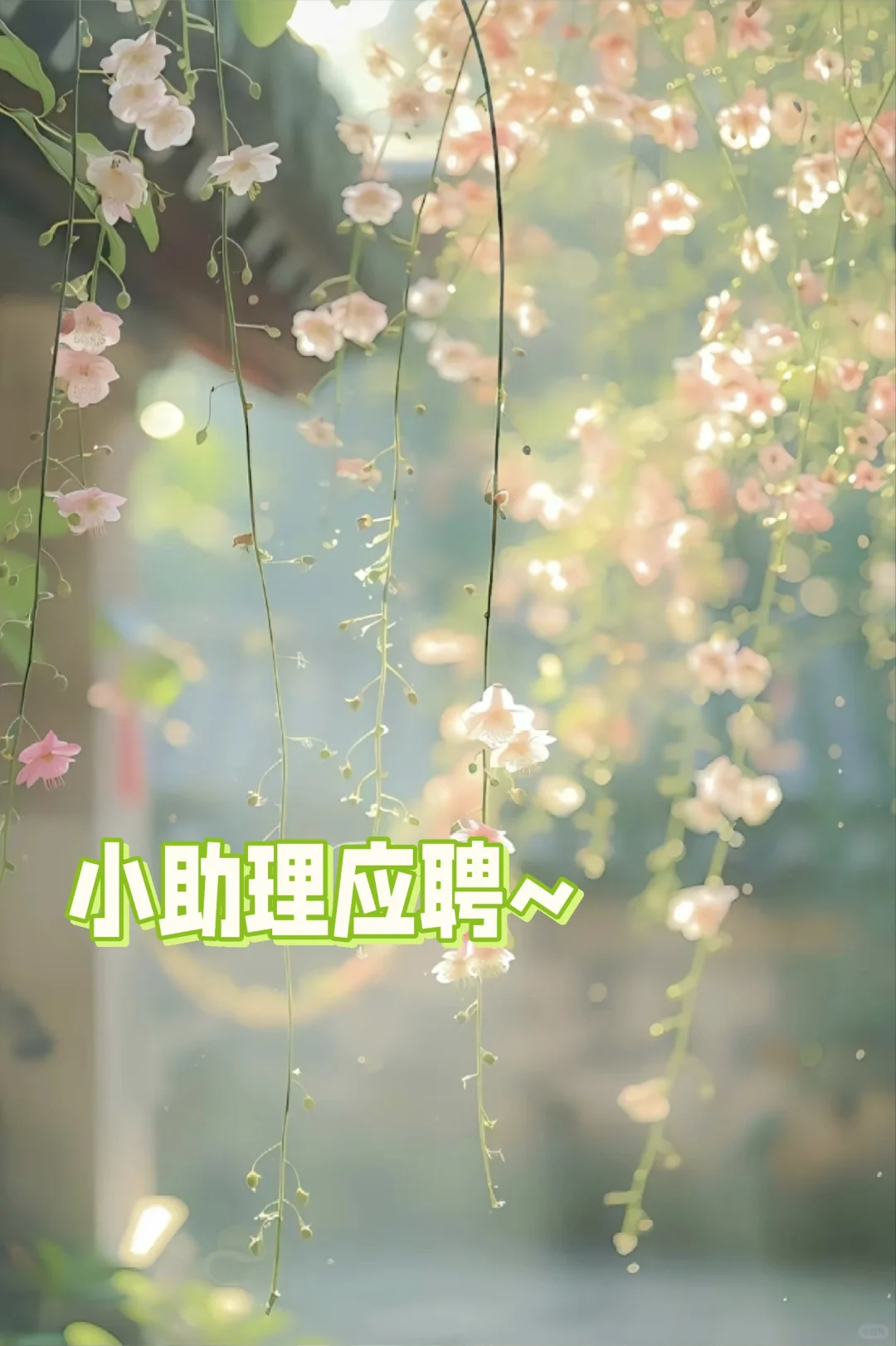 小助理应聘