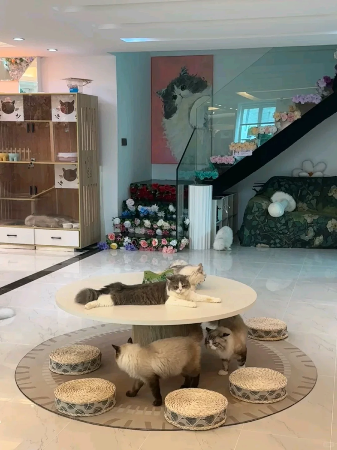 猫咖兼职150一天