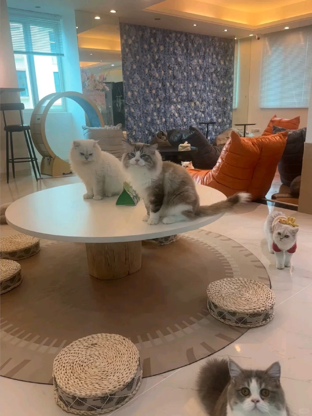 猫咖兼职150一天
