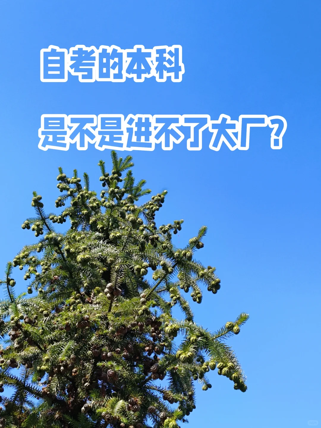 全日制本科是门槛