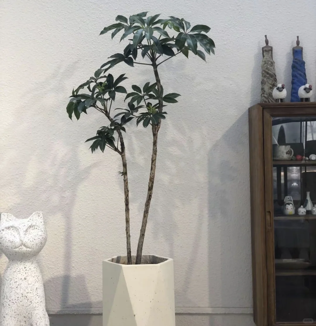 荔湾菊树招聘主播