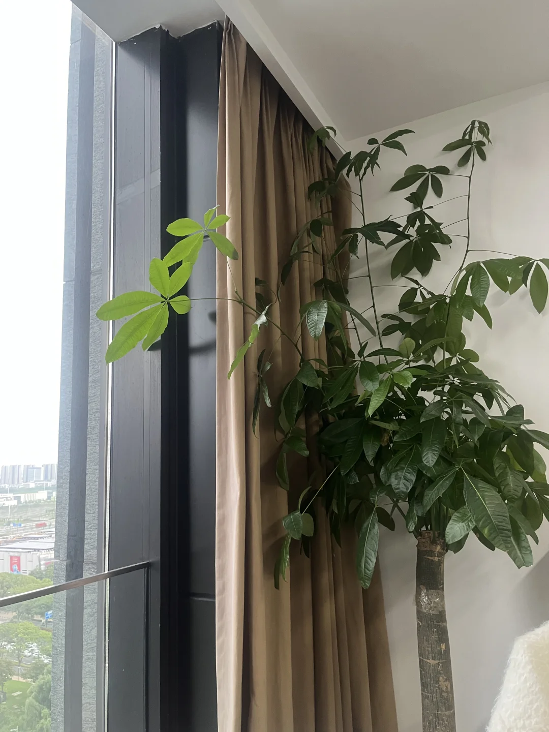 无需8小时坐班,昆山生鲜头部公司招带货主播