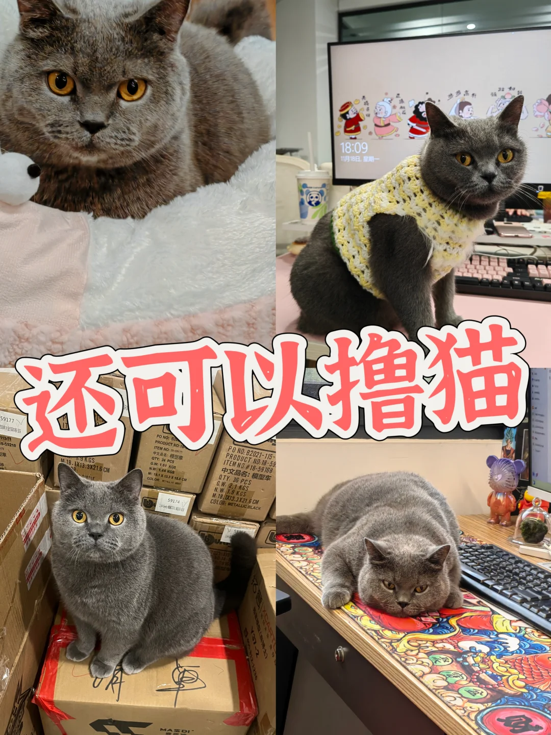 成都成华区,招拆卡/盲盒主播啦!!!