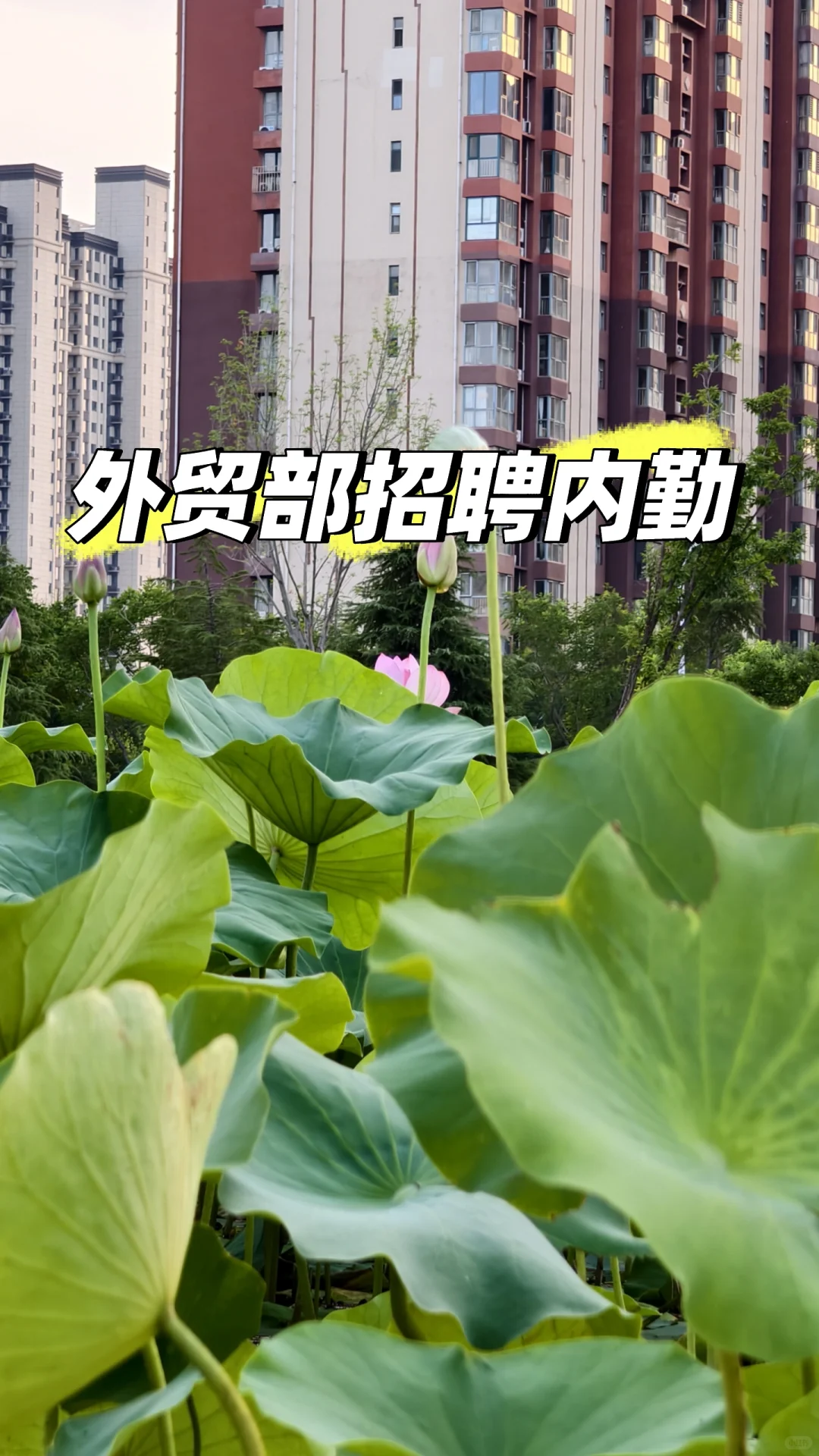 石家庄高新区有想做内勤的吗？